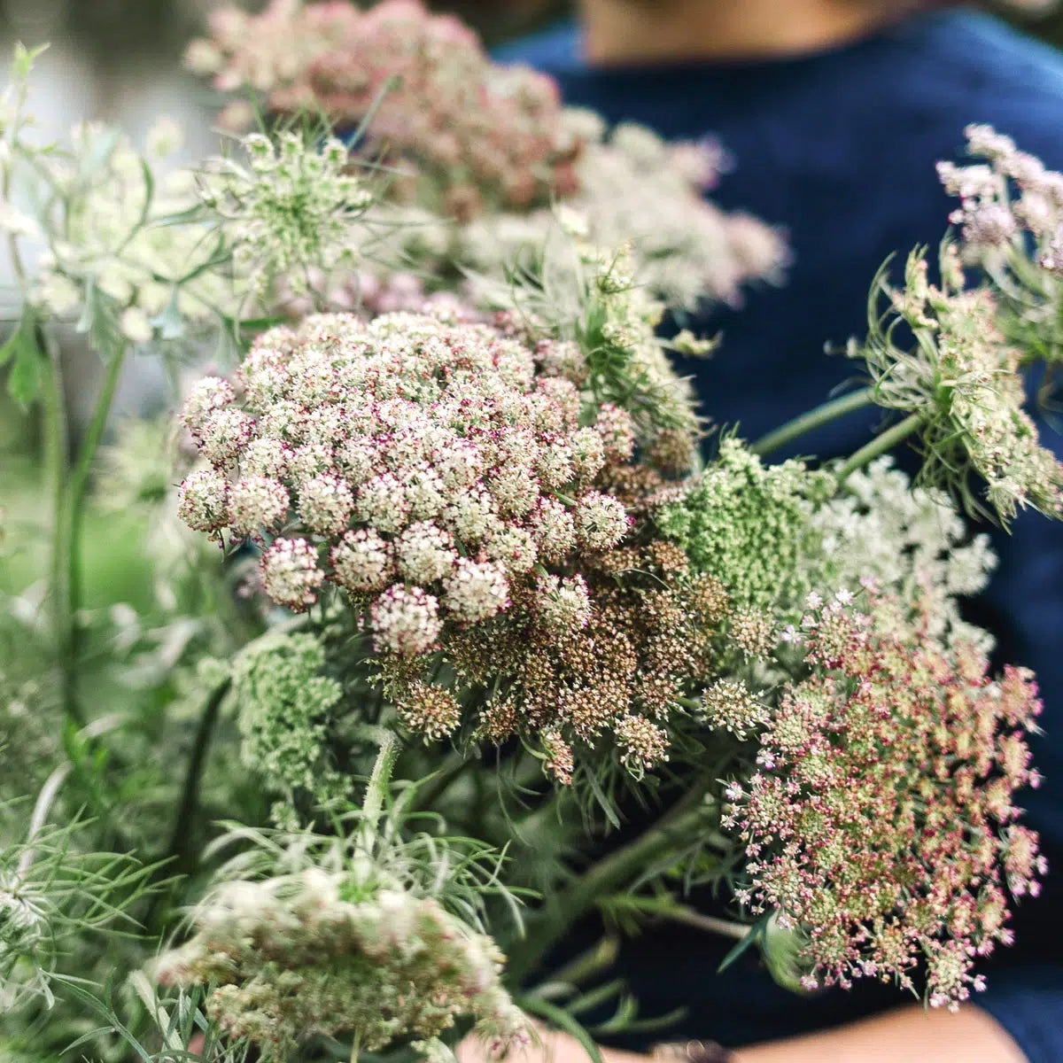 Daucus carota Dara Samen Wilde Möhre – Purpurfarbene Blütendolden – 50 Korn – Cool Flower – Schnitt- & Strukturblume – Trockenheitstolerant – Gartenblume bis 120cm 