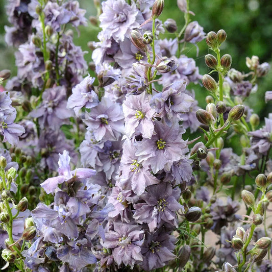 Delphinium consolida Misty Lavender Samen – Rittersporn Vintage Rosa Lavendel – 100 Korn – Cool Flower – Schnitt- & Trockenblume – Winterrobust – Sommerblüher für Garten & Beet bis 120cm 