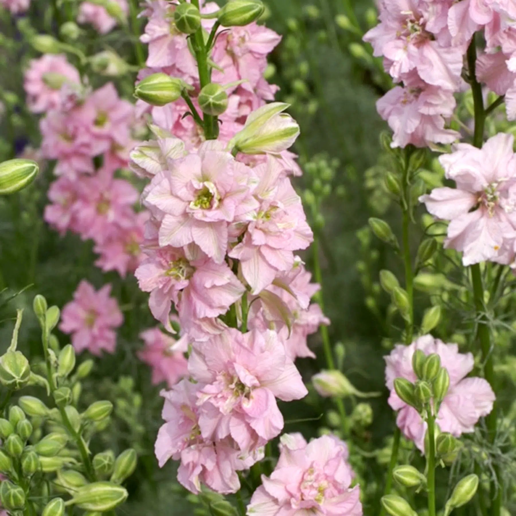 Delphinium consolida QIS Rose Samen – Rittersporn Altrosa – 100 Korn – Gefüllte Blüten – Cool Flower – Schnitt- & Trockenblume – Sommerblüher für Garten & Beet – Wuchshöhe bis 100cm 