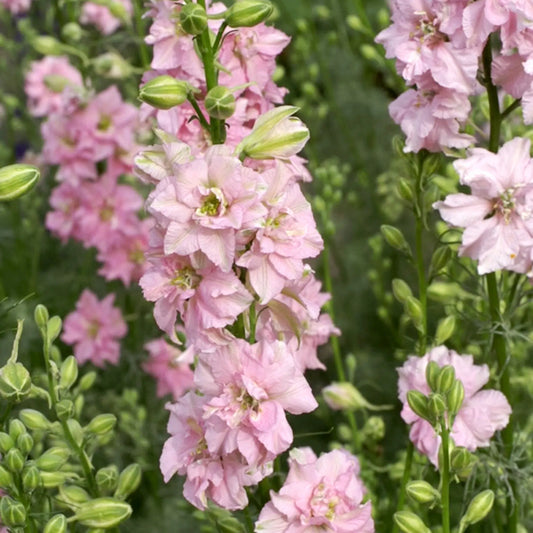 Delphinium consolida QIS Rose Samen – Rittersporn Altrosa – 100 Korn – Gefüllte Blüten – Cool Flower – Schnitt- & Trockenblume – Sommerblüher für Garten & Beet – Wuchshöhe bis 100cm 