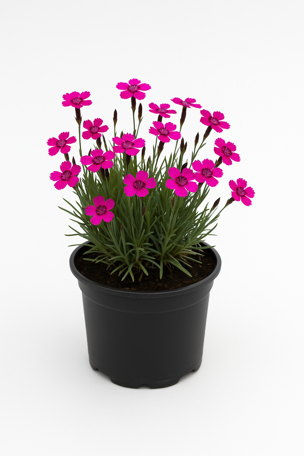 Dianthus deltoides ‘Brillant’ (Heidenelke) – 4 Pflanzen – winterharte, pflegeleichte Staude 15cm – leuchtend pink blühender Bodendecker für sonnige Standorte 