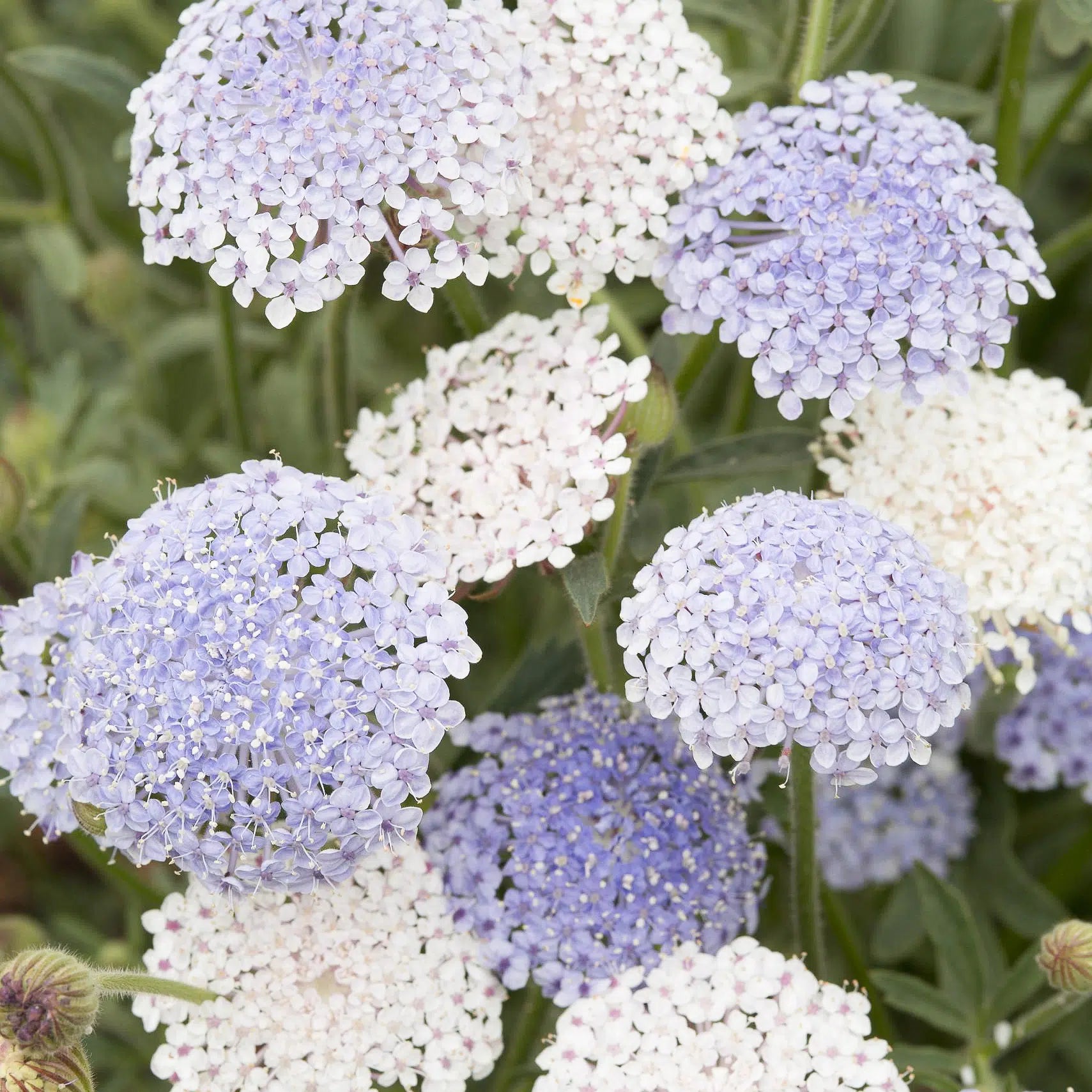 Didiscus caeruleus Lace Mixture Samen – Blaudolde Pastell Mix – 100 Korn – Duftende Schnittblume – Bienenfreundlich – Sommerblüher für Garten & Beet – Wuchshöhe bis 80cm 