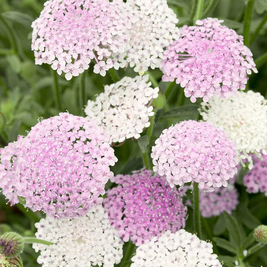 Didiscus caeruleus Lace Pink Samen – Blaudolde Rosa – 100 Korn – Bienen- & Schmetterlingspflanze – Duftende Schnittblume – Sommerblüher für Garten & Beet – Wuchshöhe bis 80cm 
