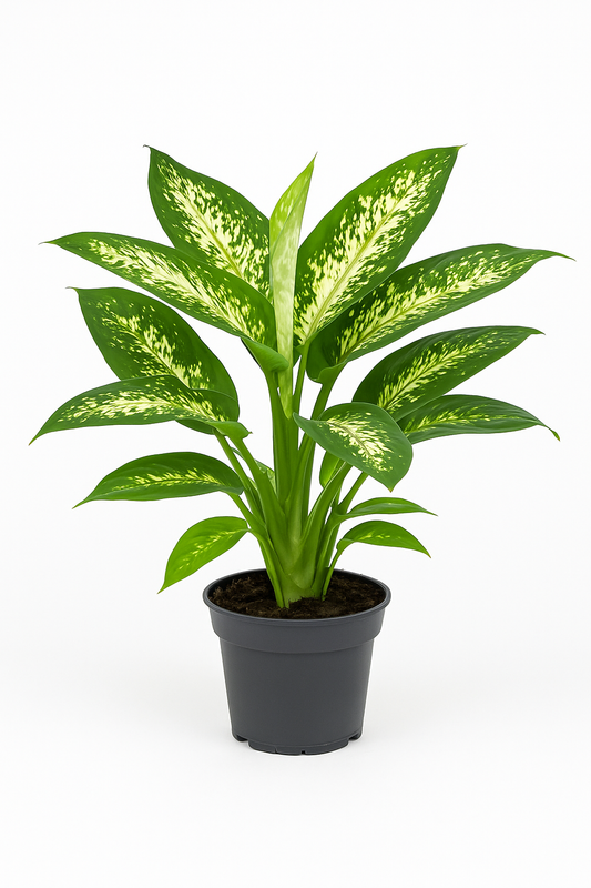 Dieffenbachie (Dieffenbachia) – 6 Pflanzen – immergrüne Zimmerpflanze mit weiß gefleckten Blättern – dekorative tropische Blattschmuckpflanze für helle Innenräume – pflegeleicht & luftreinigend 