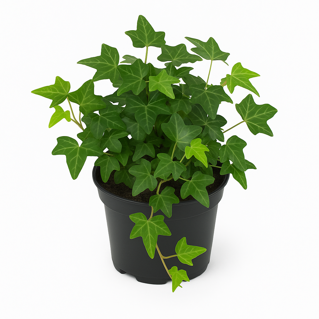 Efeu (Hedera helix) 9cm– immergrüne Kletterpflanze & Bodendecker – pflegeleicht, luftreinigend & winterhart – ideal für Innenräume, Balkon, Garten & Fassadenbegrünung 