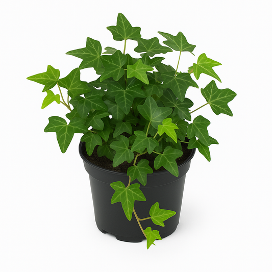 Efeu (Hedera helix) 9cm– immergrüne Kletterpflanze & Bodendecker – pflegeleicht, luftreinigend & winterhart – ideal für Innenräume, Balkon, Garten & Fassadenbegrünung 