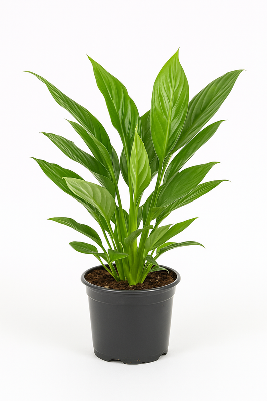 Einblatt (Spathiphyllum Bellini) – 3 Pflanzen – elegante & luftreinigende Zimmerpflanzen mit weißen Blüten – pflegeleicht, langlebig & dekorativ – ideal für Büro, Wohnzimmer & Bad 