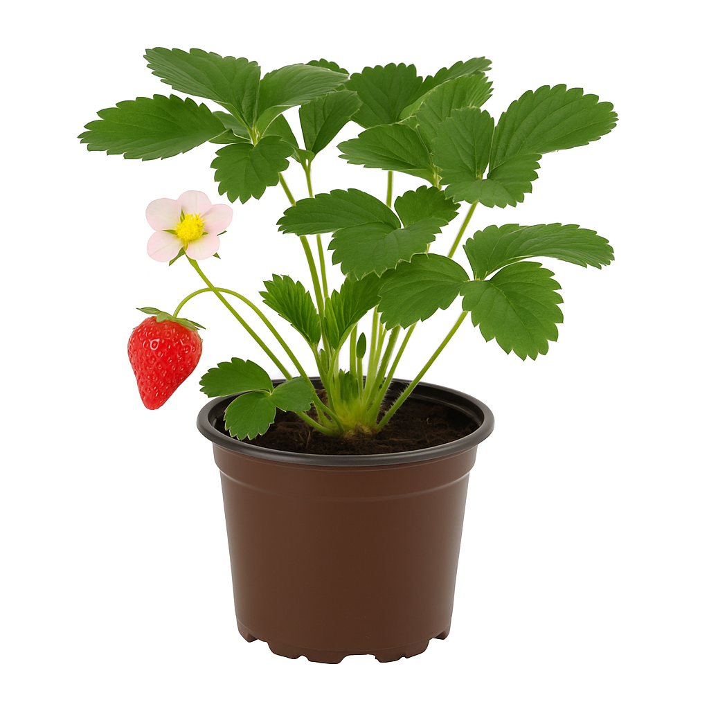 Erdbeere – Fragaria x ananassa „Cambridge Favorite“ – traditionelle Gartenerdbeere mit süß-aromatischem Geschmack – robuste & ertragreiche Sorte – ideal für Beet, Balkon & Hochbeet 