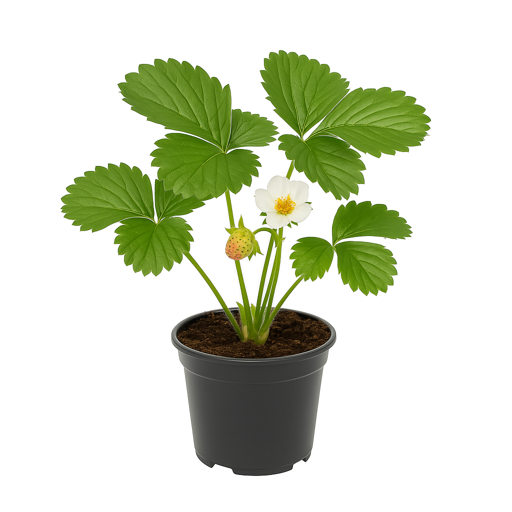 Erdbeere – Fragaria x ananassa „Deutsch Evern“ – 3 Pflanzen – traditionelle Gartenerdbeere mit aromatisch-süßen Früchten – robuste & ertragreiche Sorte – ideal für Beet, Balkon & Hochbeet 