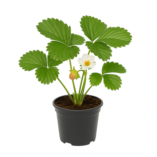 Erdbeere – Fragaria x ananassa „Deutsch Evern“ – 3 Pflanzen – traditionelle Gartenerdbeere mit aromatisch-süßen Früchten – robuste & ertragreiche Sorte – ideal für Beet, Balkon & Hochbeet 