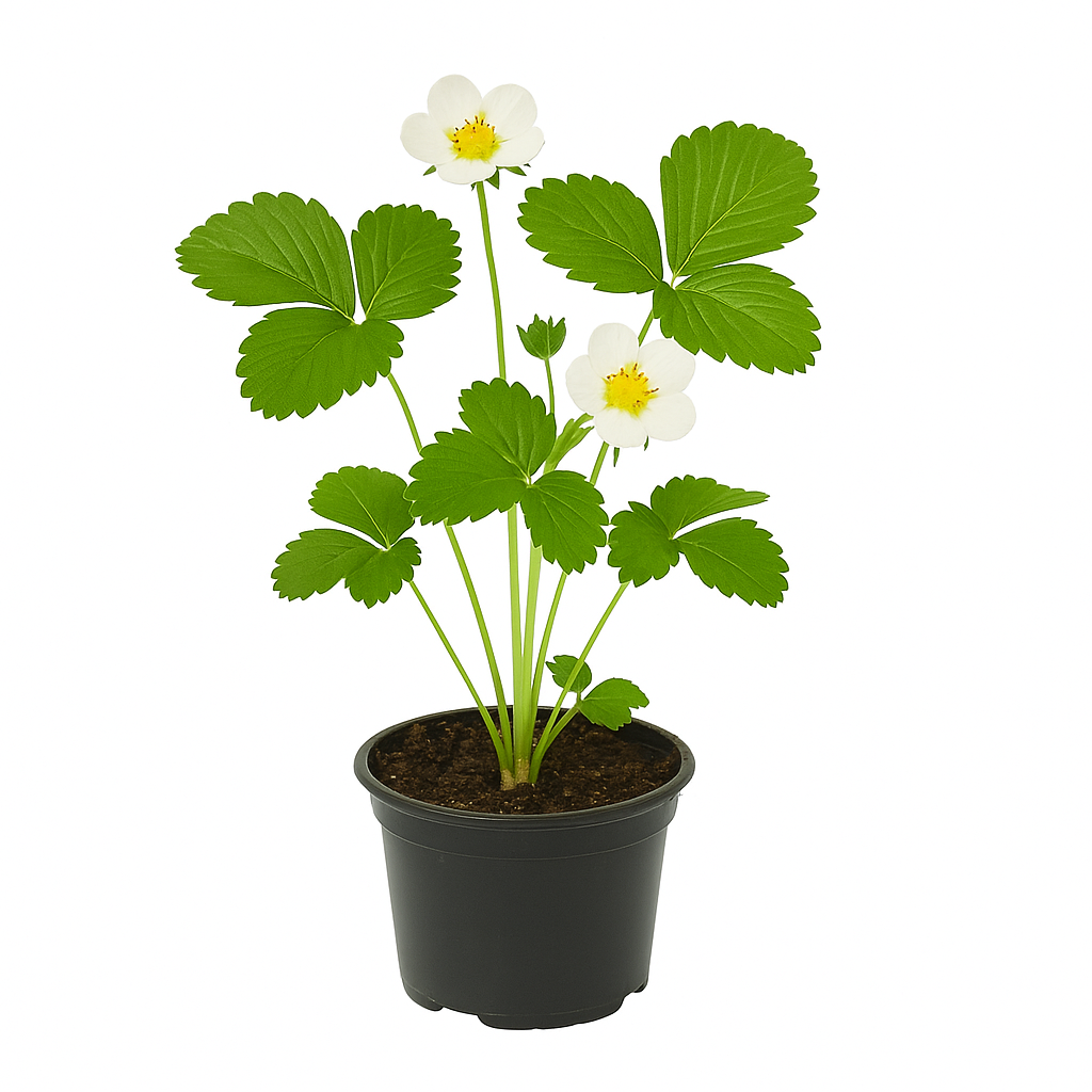 Erdbeere – Fragaria x ananassa „Direktor Paul Wallbaum“ – 3 Pflanzen – aromatische, traditionelle Gartenerdbeere mit süß-würzigen Früchten – robuste Sorte für Beet & Balkon – Bestäubersorte erforderlich 