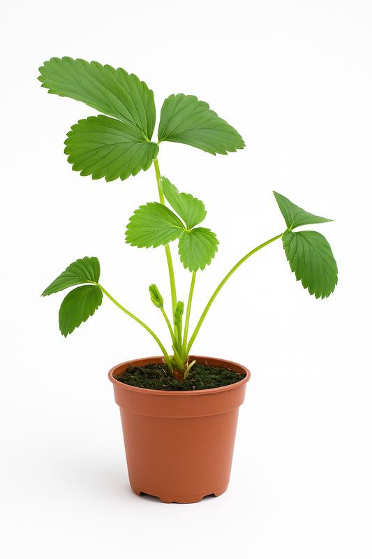 Erdbeere Fragaria x Ananassa Huxley – 3 Pflanzen – Mittelfrühe Sorte Juni–Juli – Winterharte Gartenerdbeere für sonnige bis halbschattige Standorte – Aromatische Früchte im humusreichen Boden 