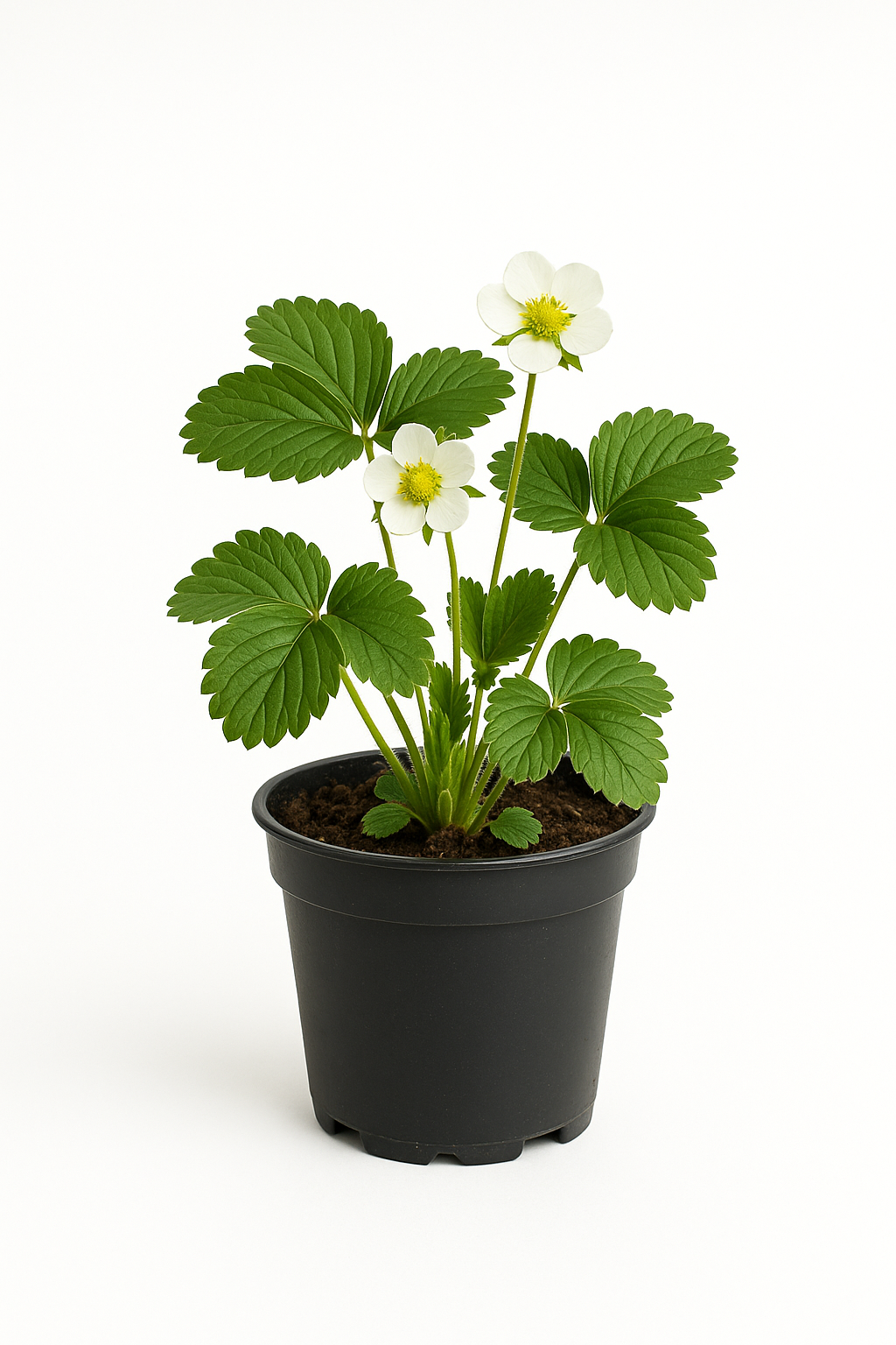 Erdbeere Fragaria x Ananassa Madame Moutot – 3 Pflanzen – Aromatische Gartenerdbeere für sonnige bis halbschattige Standorte – Frühe Ernte im Juni – Für Beete & Hochbeete 