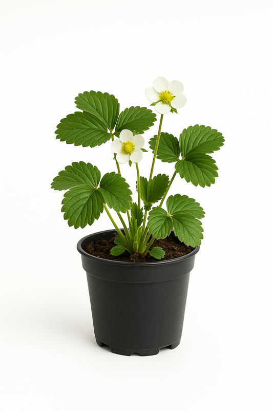 Erdbeere Fragaria x Ananassa Madame Moutot – 3 Pflanzen – Aromatische Gartenerdbeere für sonnige bis halbschattige Standorte – Frühe Ernte im Juni – Für Beete & Hochbeete 