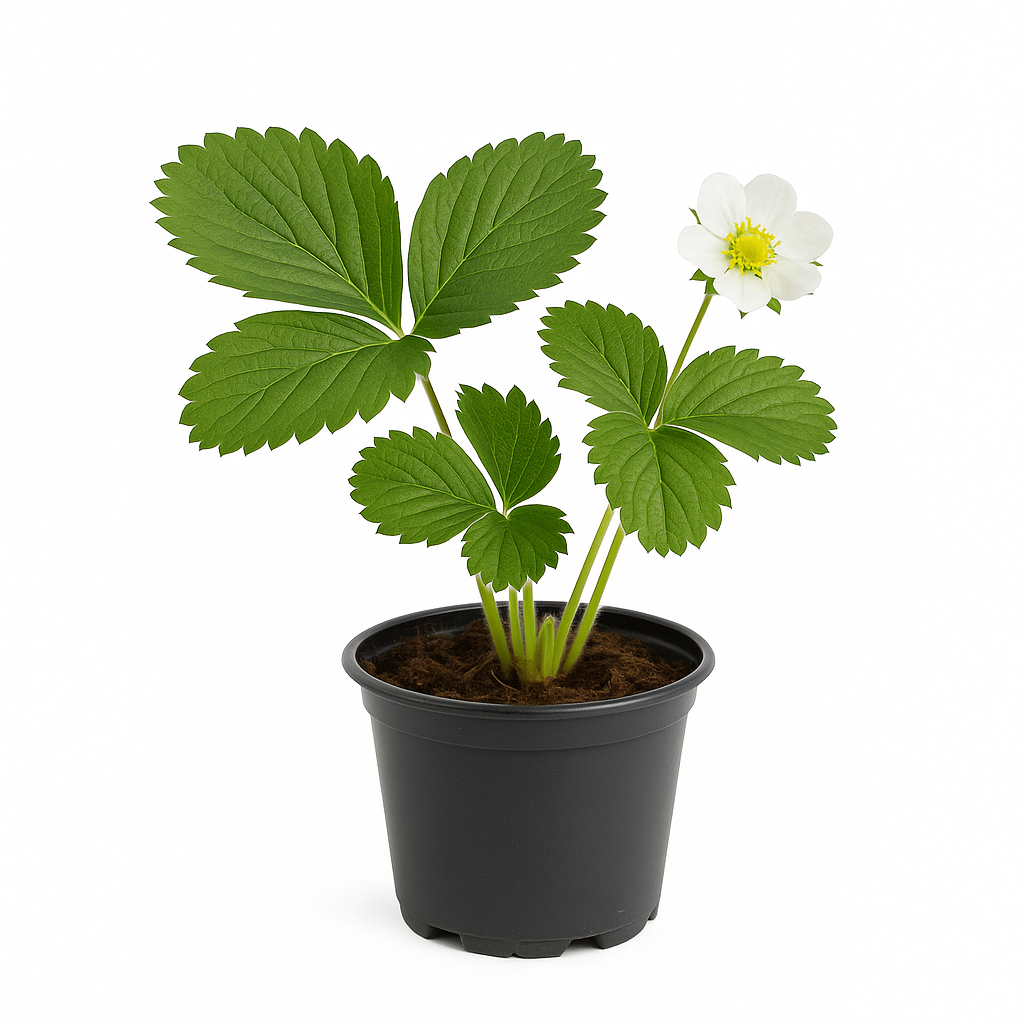 Erdbeere Fragaria x ananassa 'Mieze Schindler' – 3 Pflanzen – aromatische Liebhaber-Sorte mit intensivem Walderdbeeraroma – alte deutsche Sorte, ertragreich & robust – für Garten & Balkon 