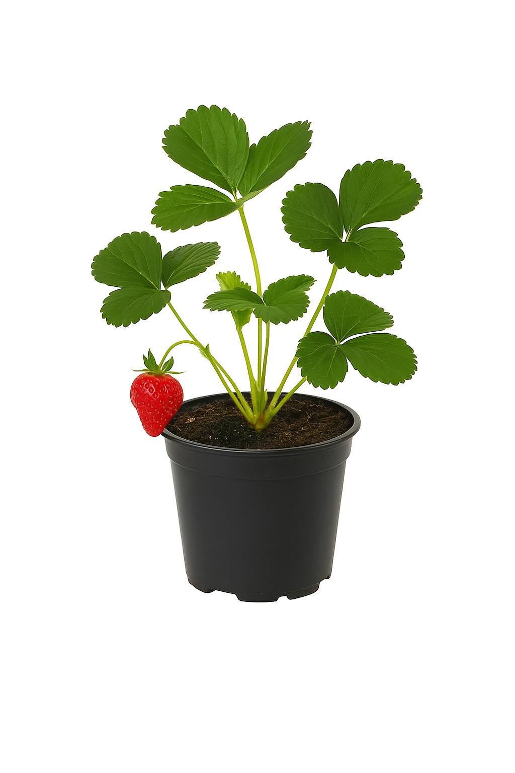 Erdbeere Fragaria x ananassa 'Albion' – immertragende Erdbeerpflanze mit süßen, großen Früchten – mehrjährig, robust & winterhart – ideal für Garten & Balkon 