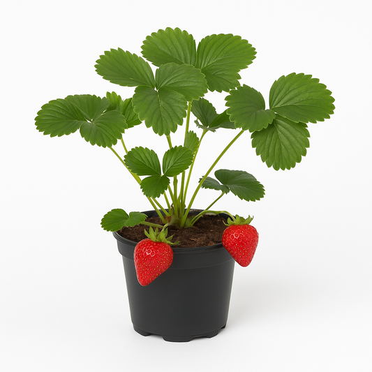Erdbeere „Korona“ (Fragaria x ananassa) – 3 Pflanzen – Mittelfrühe Sorte mit großen, aromatischen Früchten – Hoher Ertrag & winterhart – Ideal für Garten, Beet & Hochbeet 
