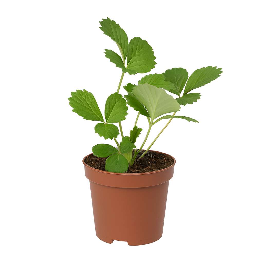 Erdbeere Fragaria x ananassa Liebliche von Frau Ladikova – 3 Pflanzen – Süß-aromatische Gartenerdbeere – Sonnig bis halbschattig – Frühe Ernte im Juni – Für Beete, Balkon & Hochbeet 