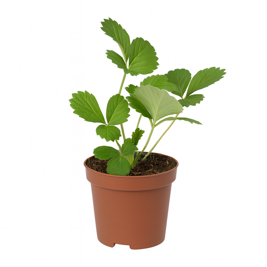 Erdbeere Fragaria x ananassa Liebliche von Frau Ladikova – 3 Pflanzen – Süß-aromatische Gartenerdbeere – Sonnig bis halbschattig – Frühe Ernte im Juni – Für Beete, Balkon & Hochbeet 