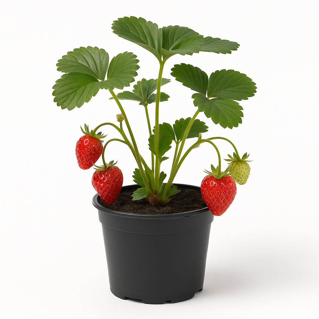 Erdbeere „Mara des Bois“ (Fragaria x ananassa) – 3 Pflanzen – Monatserdbeere mit süß-aromatischem Walderdbeer-Geschmack – Lange Erntezeit Juni–Oktober – Winterhart & pflegeleicht 