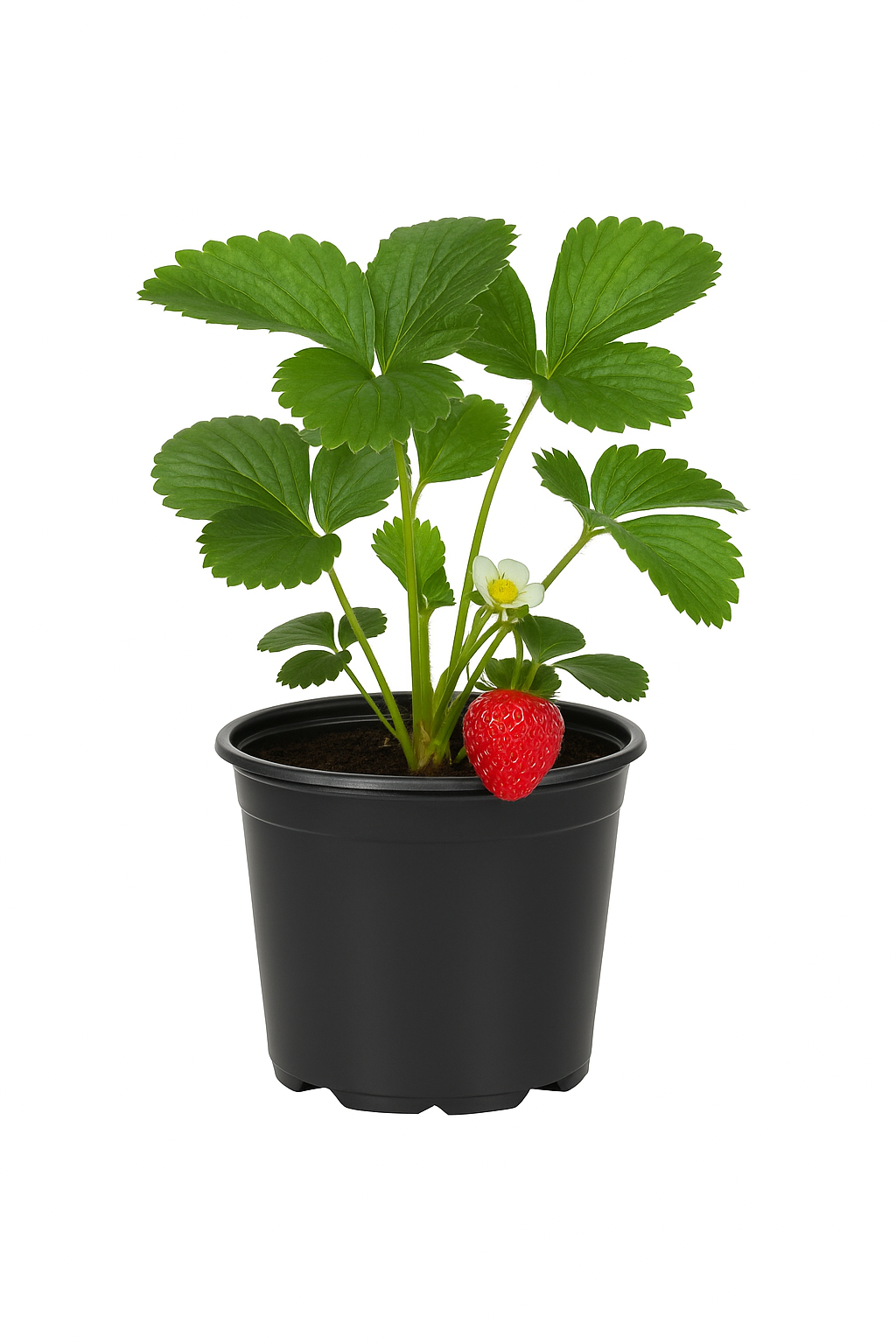 Erdbeere Fragaria x ananassa 'Polka' – 3 Pflanzen – aromatische, ertragreiche Gartenerdbeere – mittelfrühe Sorte mit süßen Früchten – winterhart & pflegeleicht für Garten & Balkon 