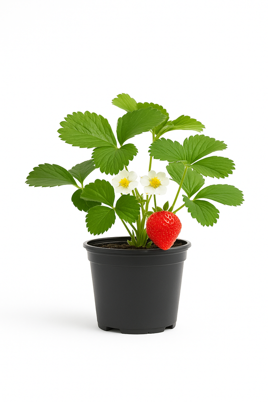 Erdbeere Fragaria x ananassa 'Elvira' – 3 Pflanzen – frühe, ertragreiche Sorte mit großen, aromatischen Früchten – 3 Pflanzen – winterhart & pflegeleicht für Garten & Balkon 