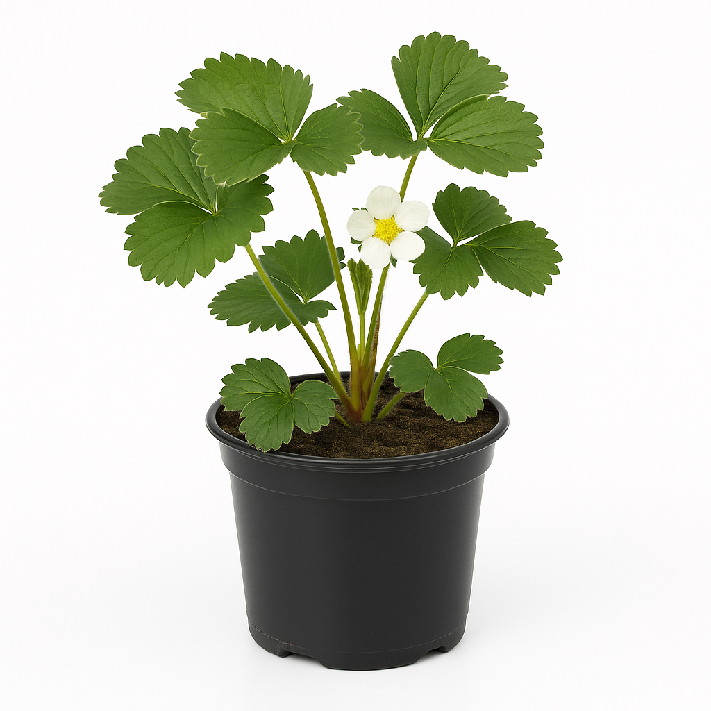 Erdbeere Fragaria x ananassa 'Kimberly' – 3 Pflanzen – mittelfrühe, großfruchtige Sorte mit süßem Aroma & glänzenden Beeren – winterhart, mehltauresistent & ertragreich für Garten & Balkon 