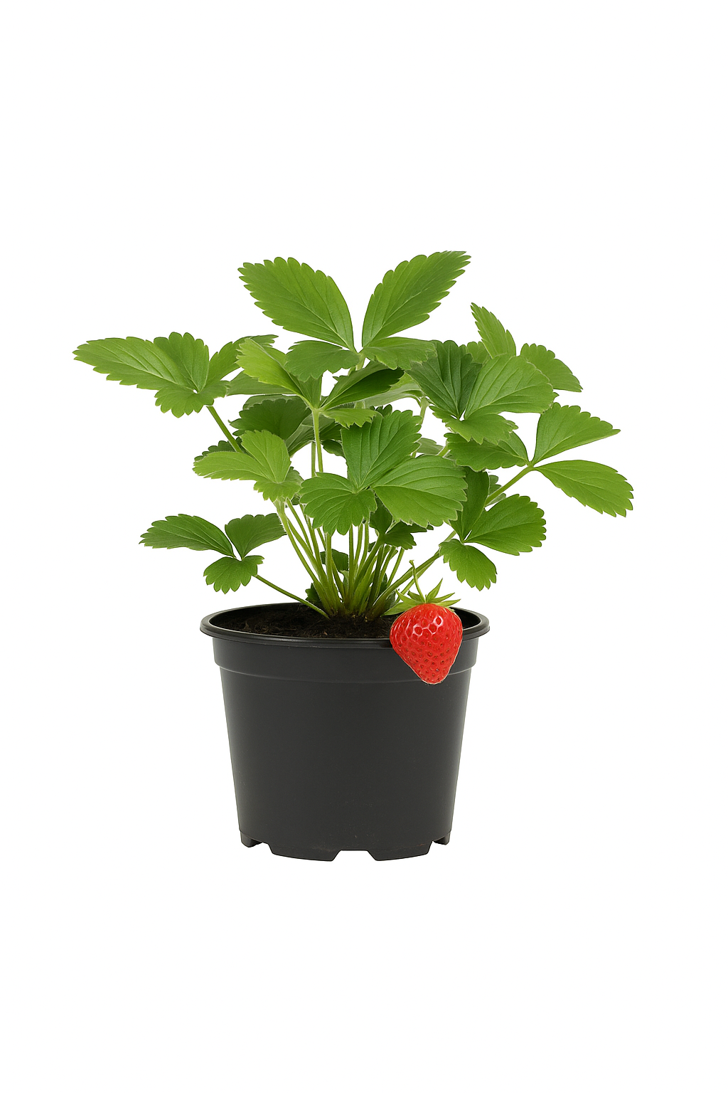 Erdbeere Fragaria x ananassa 'Lambada' – 3 Pflanzen – frühe, aromatische Sorte mit intensiv roter Farbe und süßem Geschmack – winterharte, ertragreiche Pflanze für Garten & Balkon 