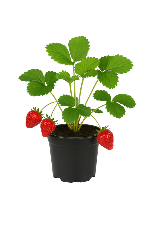 Erdbeere Fragaria x ananassa 'Ostara' – 3 Pflanzen – remontierende Sorte mit aromatischen, großen Früchten – 3 Pflanzen – immertragend, winterhart & ertragreich für Garten & Balkon 
