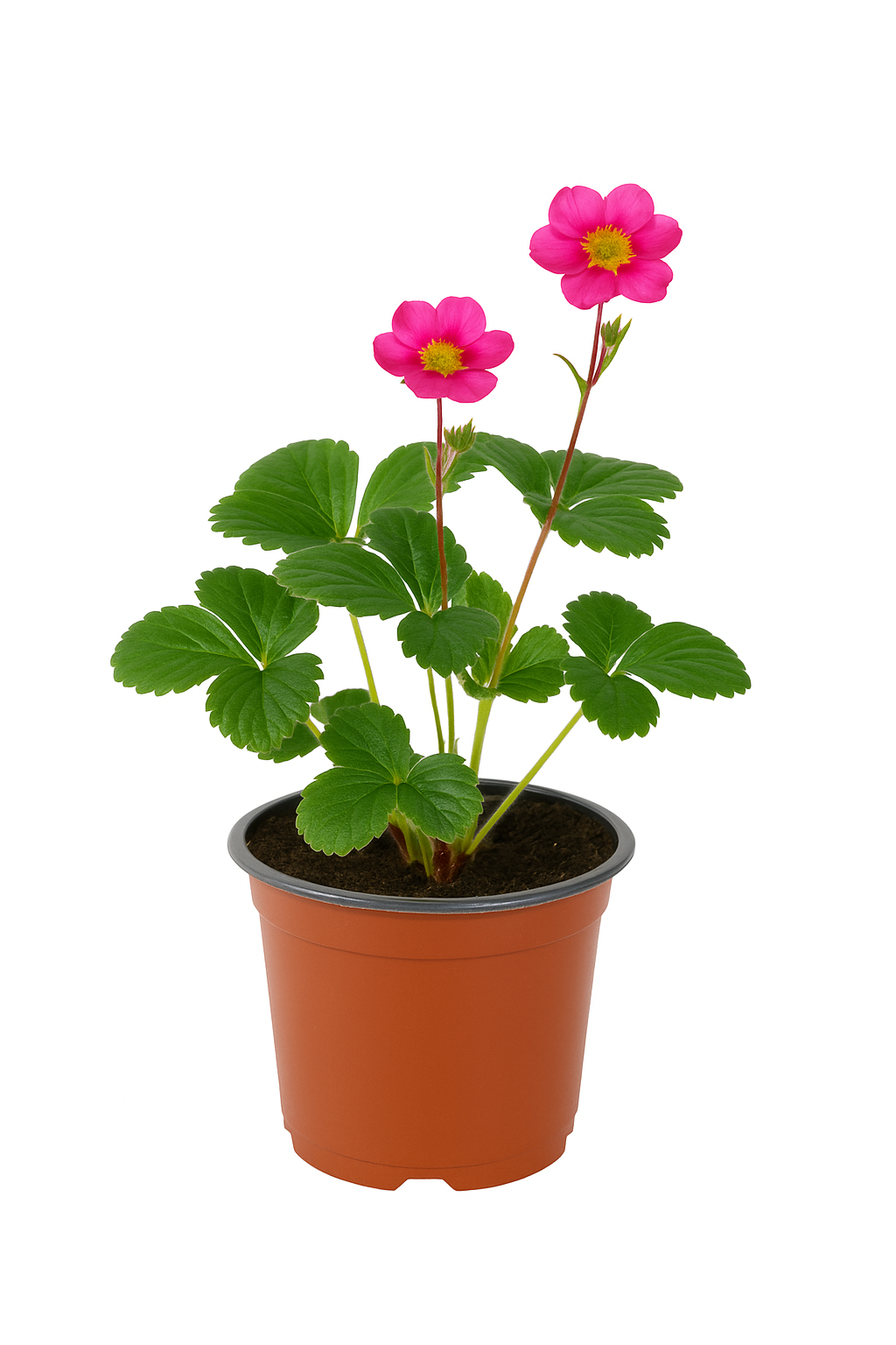 Erdbeere Fragaria x ananassa 'Toscana' – 3 Pflanzen – dekorative, immertragende Zier- und Nascherdbeere mit rosa Blüten – winterharte Sorte für Garten, Kübel & Balkon – 20–30cm hoch 