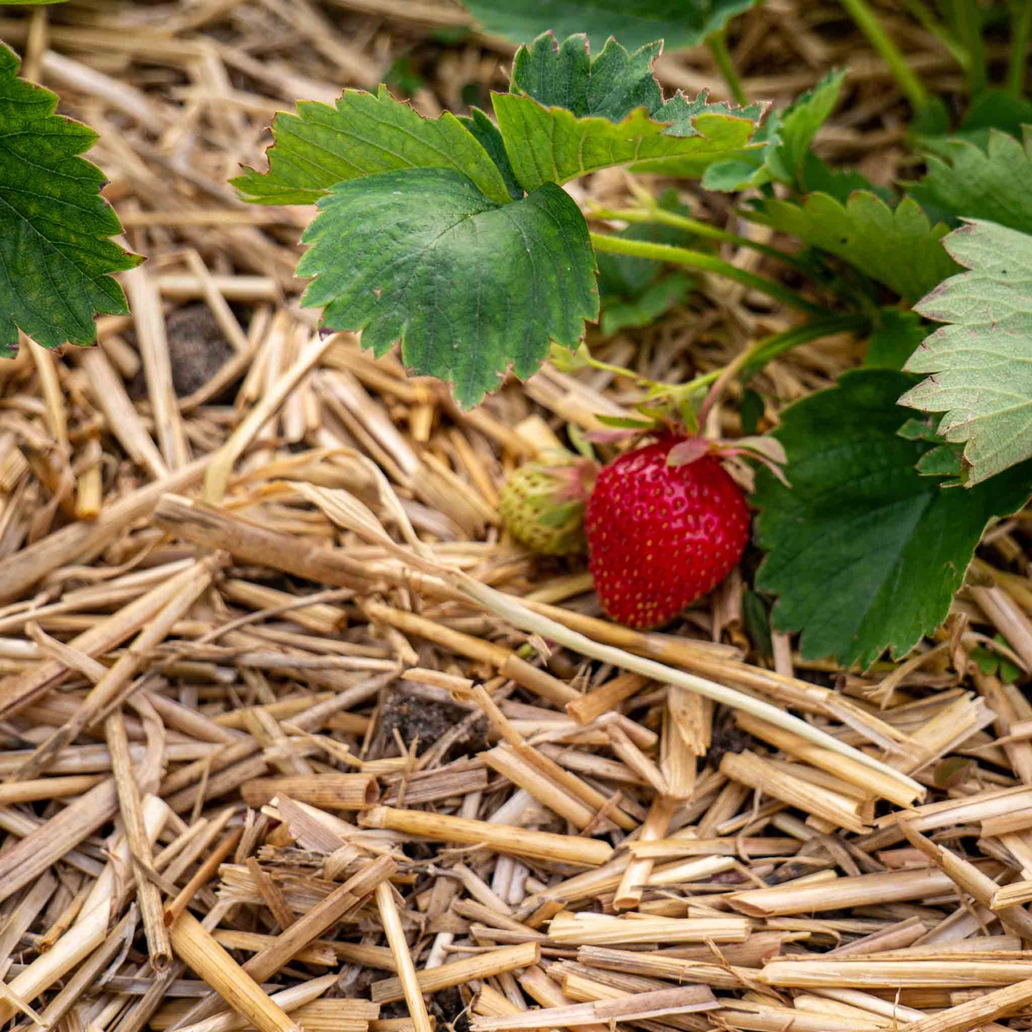 Strohmulch aus Gerstenstroh 8kg – Natürlicher Gartenmulch für Hochbeet Gemüse & Erdbeeren – Bodenabdeckung mit hoher Wasseraufnahme – Nachhaltig regional produziert