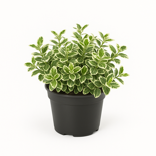 Kriechspindel (Euonymus fortunei ‘Emerald Gaiety’) – 3 Pflanzen – immergrüner Bodendecker & Kletterstrauch – winterhart, schnittverträglich & robust – grün-weißes Laub, pflegeleicht für Garten & Beet 