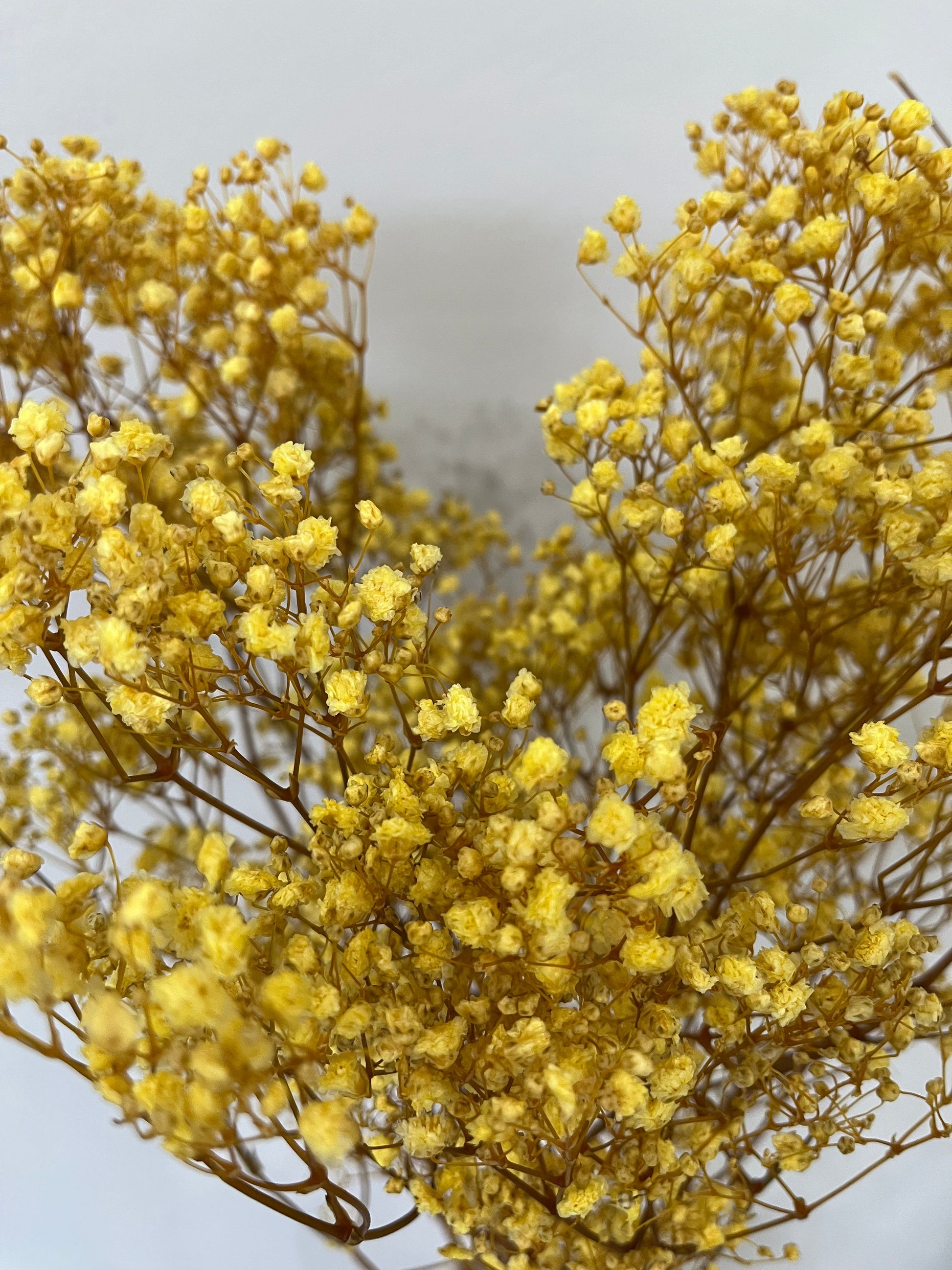 Gypsophilia | Schleierkraut: Ewige Schönheit für Deine Trockenblumensträuße und -kränze 