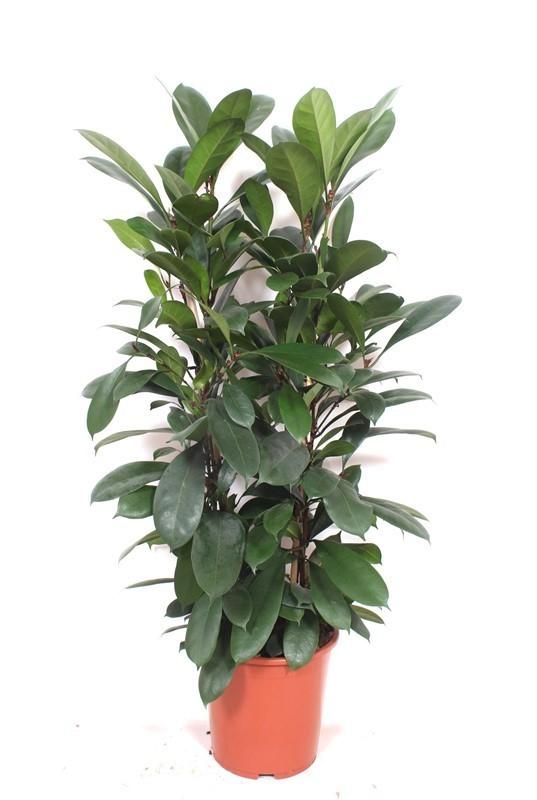 Ficus cyathistipula Afrikanischer Feigenbaum Große pflegeleichte Zimmerpflanze mit glänzenden grünen Blättern