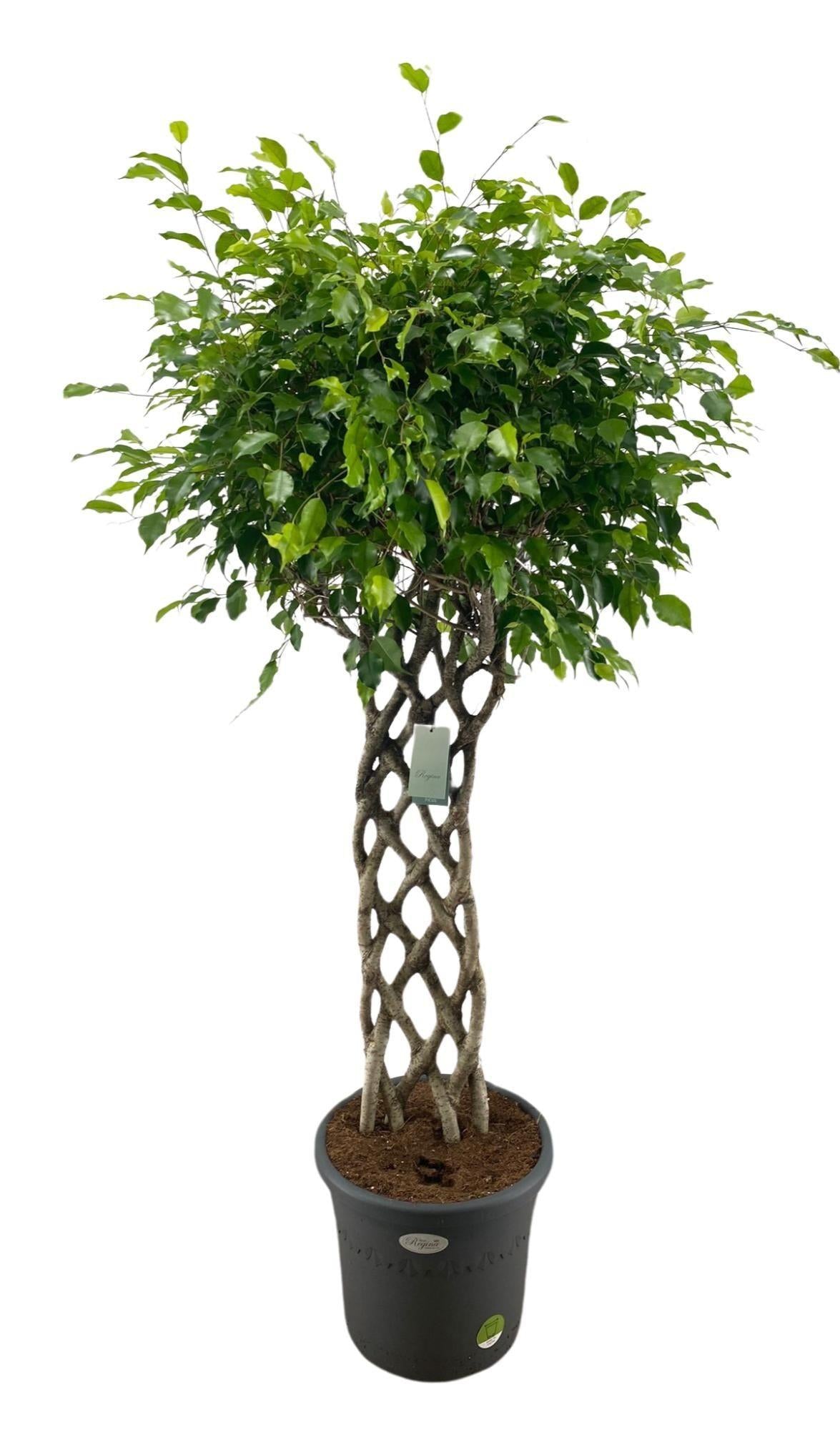 Ficus benjamina geflochten Große Birkenfeige Zimmerpflanze mit geflochtenem Stamm für Wohnzimmer Ø40cm