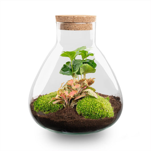 Flaschengarten Sammie Coffea – DIY Bausatz Terrarium – ↕26cm – Do It Yourself Pflanzen – Set mit Korkdeckel – Autarkes Mini – Ökosystem