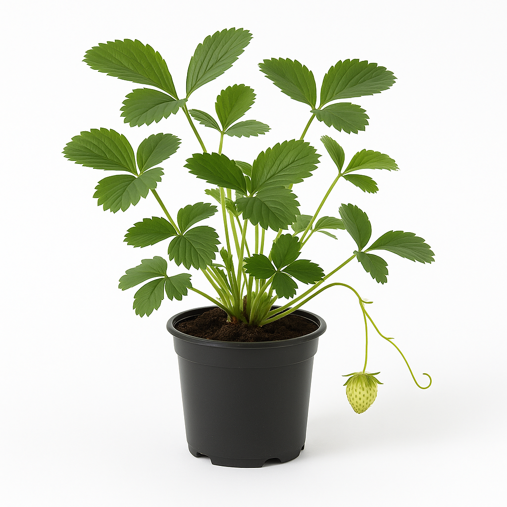 Klettererdbeere (Fragaria x ananassa) – 3 Pflanzen – Winterharte Erdbeerpflanze mit langen Ranken – Für Beet, Kübel & Hängeampel – Süße Früchte von Juni bis Frost – Pflegeleicht & ertragreich 