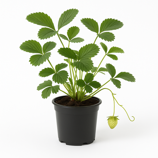 Klettererdbeere (Fragaria x ananassa) – 3 Pflanzen – Winterharte Erdbeerpflanze mit langen Ranken – Für Beet, Kübel & Hängeampel – Süße Früchte von Juni bis Frost – Pflegeleicht & ertragreich 