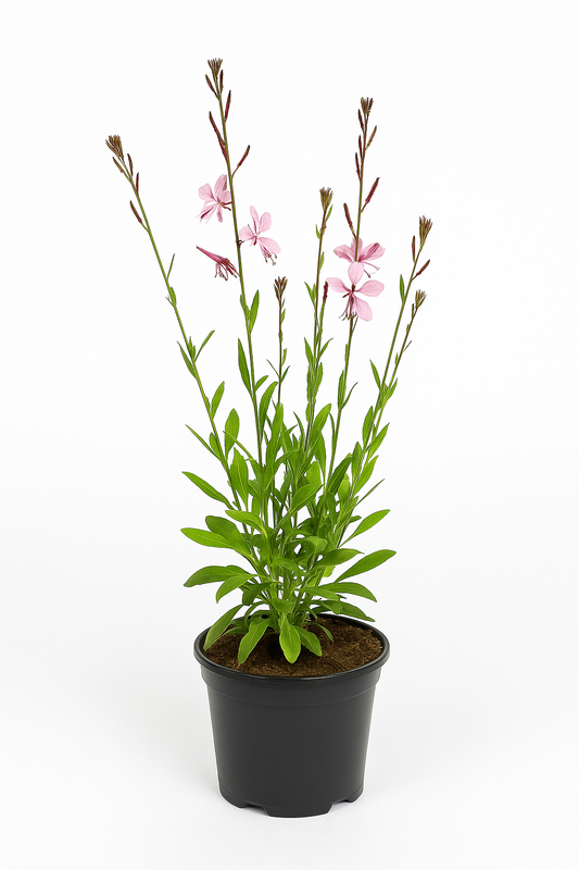 Gaura lindheimeri ‘Flamingo Pink’ (Prachtkerze) – niedrig wachsende, pink blühende Staude 10–15cm – bienenfreundlich, pflegeleicht & anspruchslos für sonnige bis halbschattige Standorte 