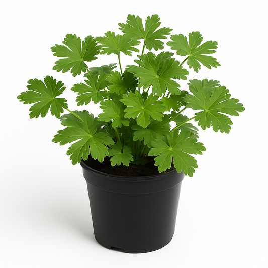 Geranium macrorrhizum (Balkan-Storchschnabel) – winterharte, rosa blühende Staude 30–45cm – robuster Bodendecker für sonnige bis halbschattige Standorte – pflegeleicht & insektenfreundlich 