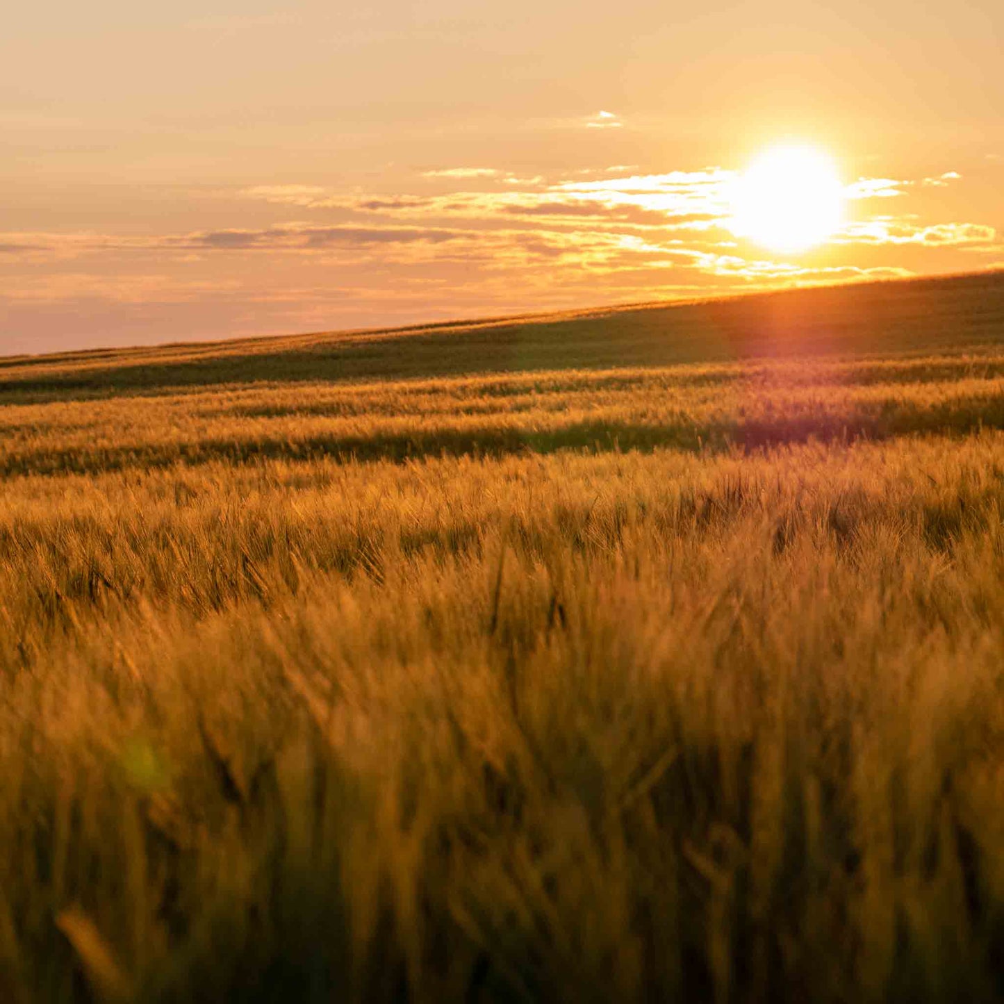 Garten Strohmulch aus Gerstenstroh – Natürlicher Mulch für Beete Hochbeet & Gemüse – Staubarm mit hoher Saugkraft – Nachhaltige Bodenabdeckung aus regionalem Anbau