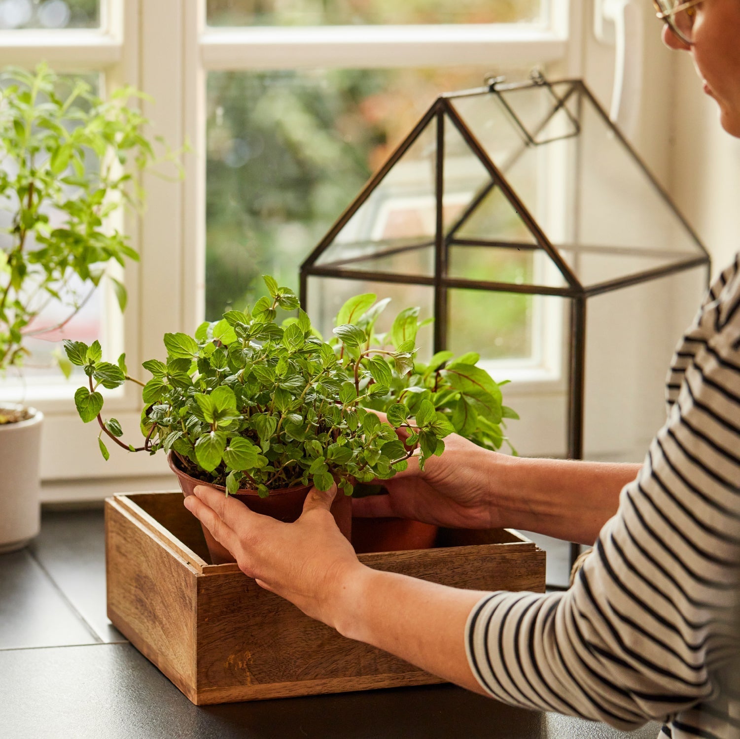 Hochwertiges Anzucht- und Gewächshaus 