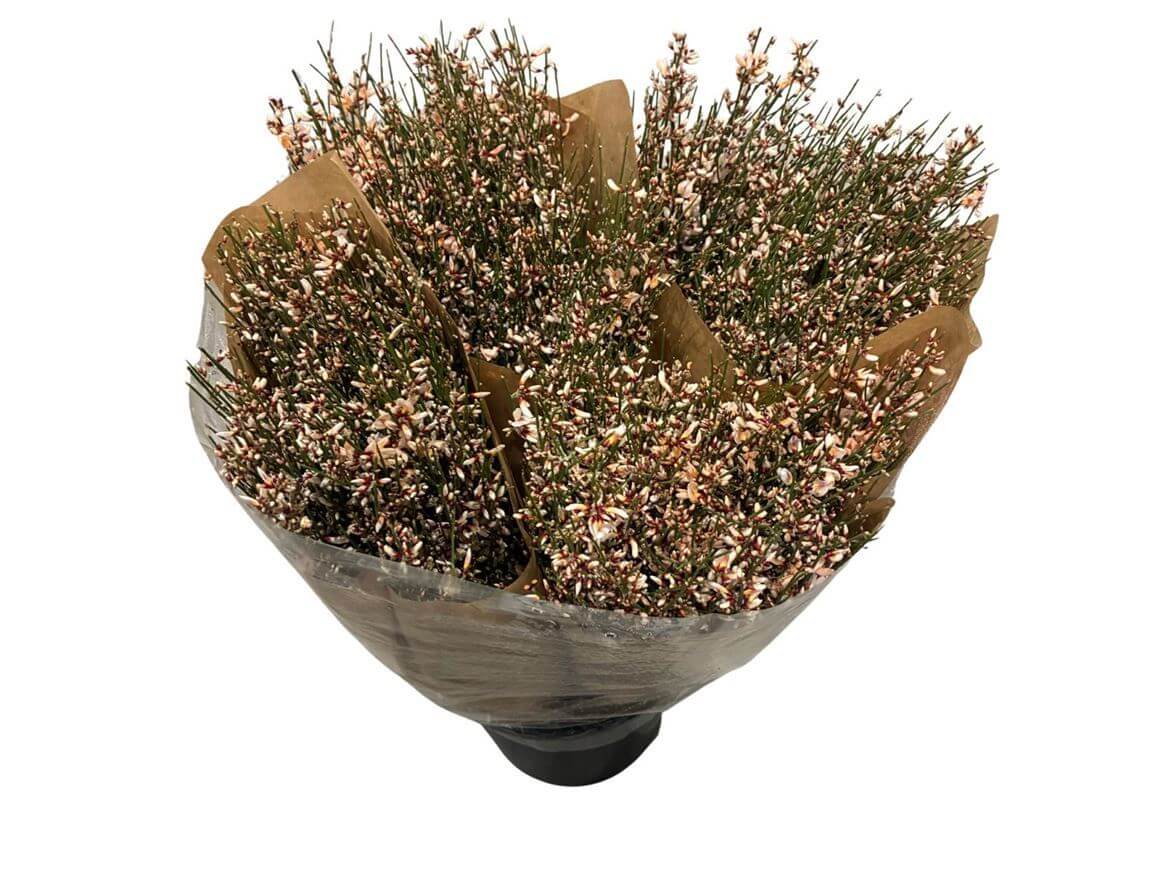 Ginster Apricot – Schnittginster Premiumqualität - 70cm Stiellänge - 25 Stiele Bundware für Floristik & Dekoration 