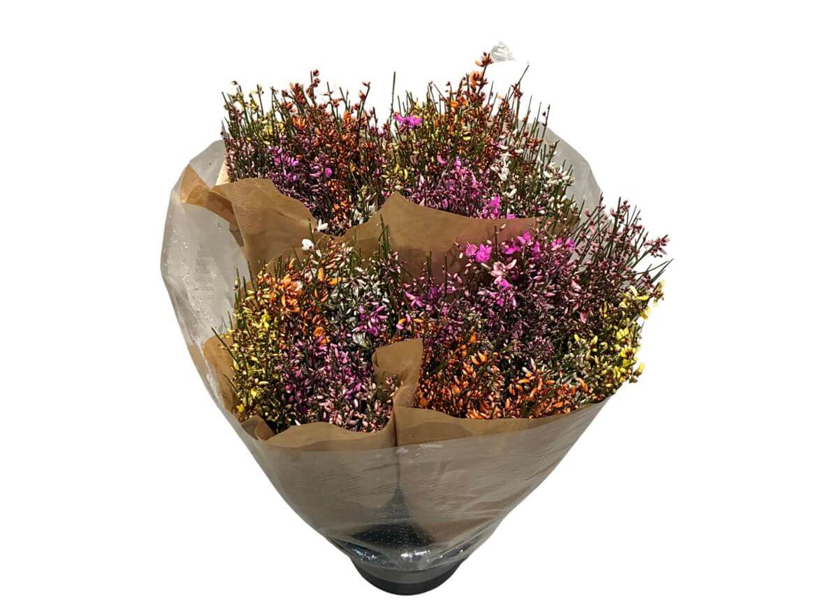Ginster Mix – Gefärbter Schnittginster bunt gemischt - 70cm Stiellänge - 25 Stiele Bundware für Floristik & Dekoration 