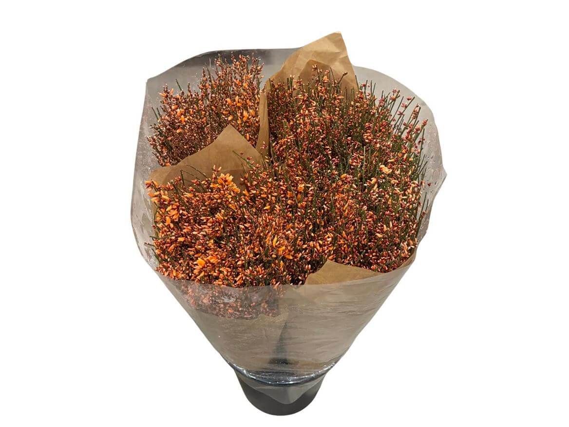 Ginster Orange – Gefärbter Schnittginster - 70cm Stiellänge - 25 Stiele Bundware für Floristik & Dekoration 