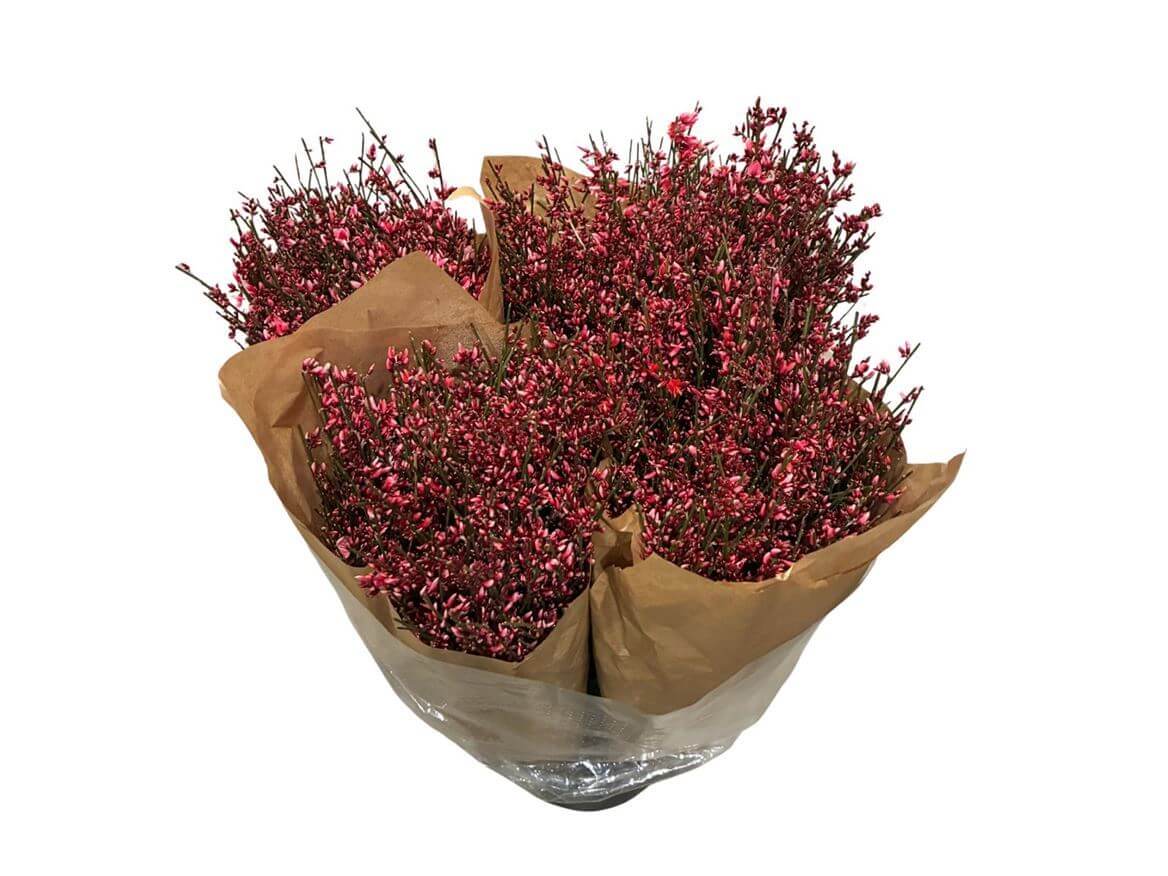 Ginster Rot – Gefärbter Schnittginster - 70cm Stiellänge - 25 Stiele Bundware für Floristik & Dekoration 