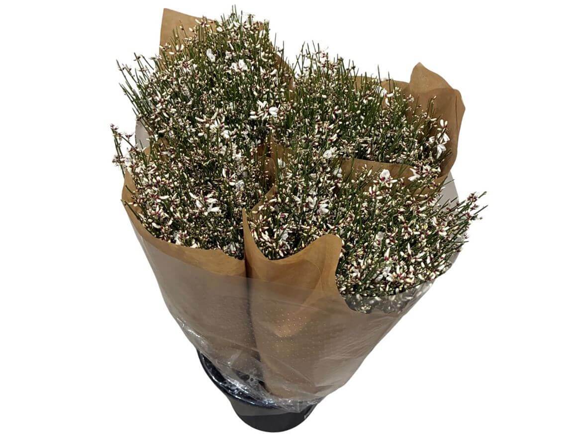 Ginster Weiss – Gefärbter Schnittginster - 70cm Stiellänge - 25 Stiele Bundware für Floristik & Dekoration 