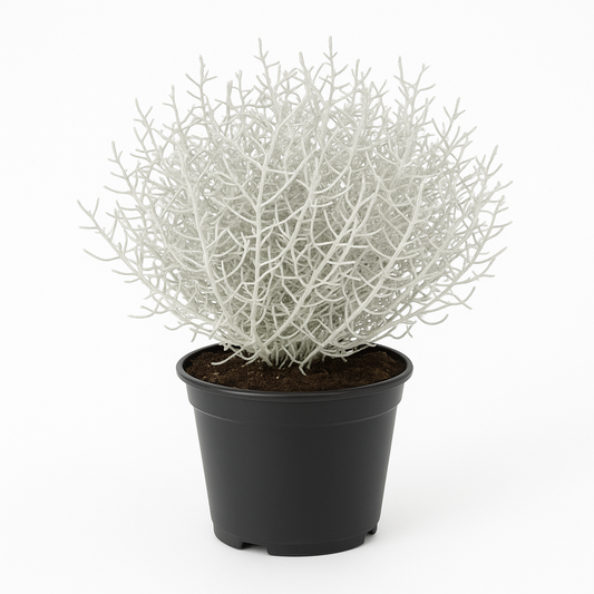 Calocephalus brownii (Stacheldrahtpflanze / Silberdraht / Gitterkraut) – 30cm – Zierpflanze mit silbrigem Laub – Für Beet, Balkon & Schalen – Sonnig bis halbschattig – Pflegeleicht, nicht winterhart 