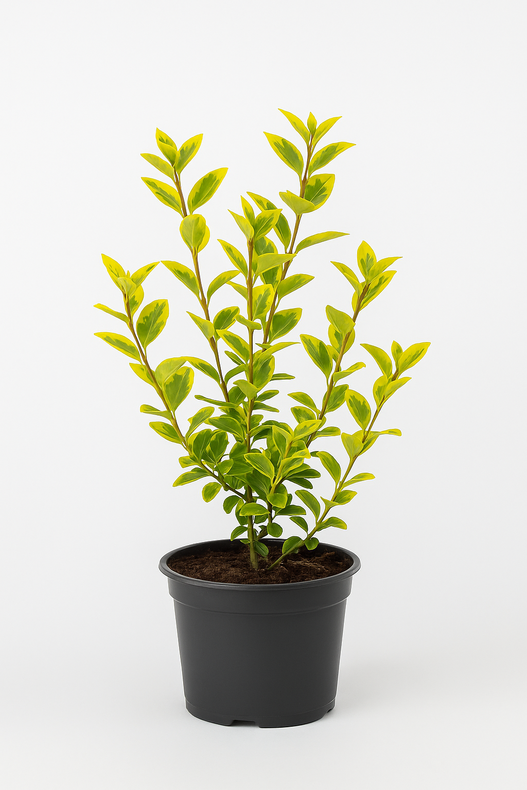 Goldliguster (Ligustrum ovalifolium Aureum) – 20/30cm – Wintergrüne Heckenpflanze mit gelb-grünem Laub – Pflegeleicht & schnittverträglich – Für Sonne bis Halbschatten 