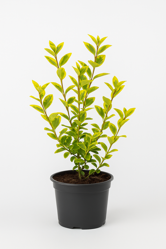 Goldliguster (Ligustrum ovalifolium Aureum) – 20/30cm – Wintergrüne Heckenpflanze mit gelb-grünem Laub – Pflegeleicht & schnittverträglich – Für Sonne bis Halbschatten 